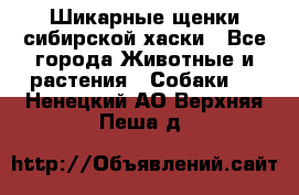 Шикарные щенки сибирской хаски - Все города Животные и растения » Собаки   . Ненецкий АО,Верхняя Пеша д.